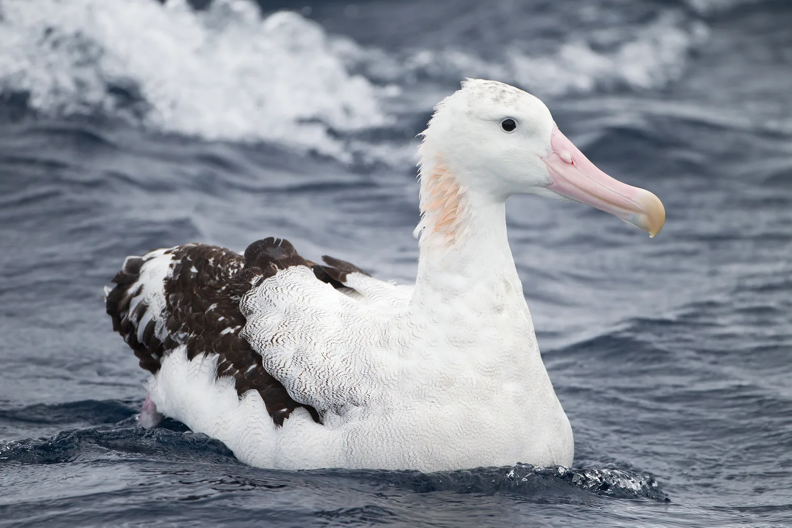 Wandering Albatross wildlife photography