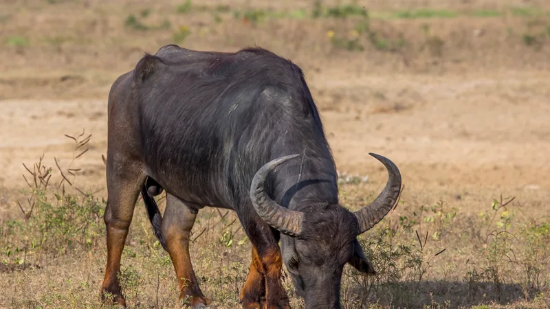 Water buffalo with wide swept-back horns grazing on dry grass