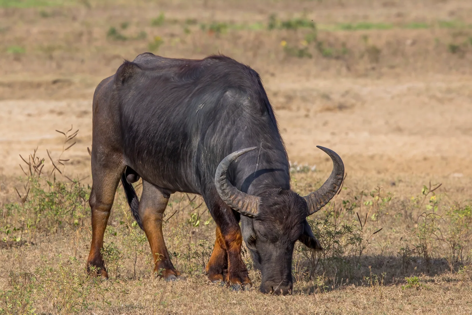Water buffalo with wide swept-back horns grazing on dry grass