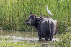 Water buffalo standing in a reedy pool with a cattle egret on its back