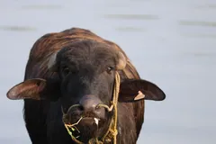 Water buffalo head-on in a river, water dripping from its muzzle