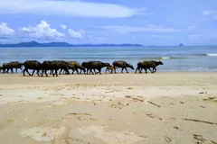 Herd of water buffalo walking along a sandy beach