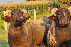 Two water buffalo standing in a green field, one looking at the camera