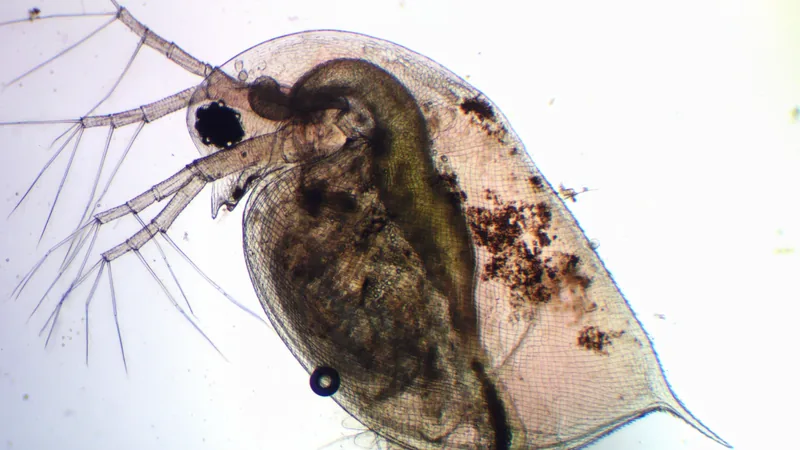 Water flea under a microscope with branched antennae and a pointed tail spine
