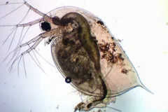 Water Flea