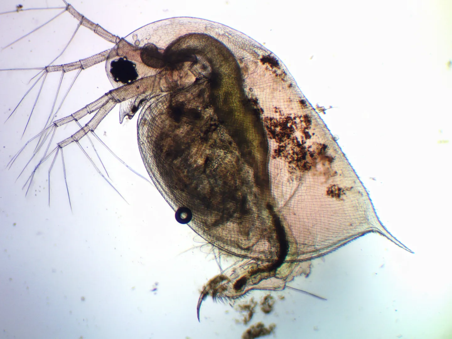 Water flea under a microscope with branched antennae and a pointed tail spine