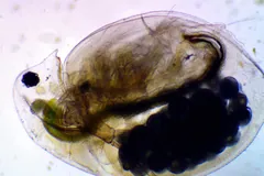 Water flea carrying a cluster of dark eggs in its brood chamber