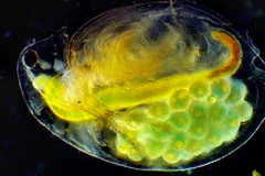Water flea lit up in yellow and green, its brood chamber packed with eggs