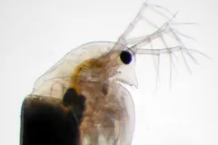 Transparent water flea with a dark eye and a resting egg case on its back