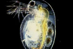 See-through water flea glowing against a black background