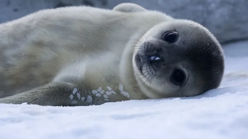 Weddell seal pup lying on snow, looking at the camera