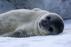 Weddell Seal