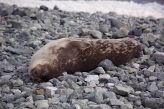 Spotted Weddell seal asleep on its side on a stony beach, eyes closed