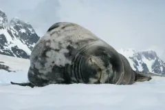 Grey-and-white mottled Weddell seal lying on snow with its eyes closed, snowy peaks behind