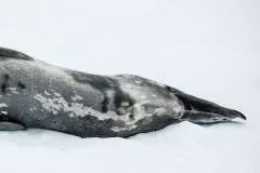 Side view of a mottled Weddell seal's body and rear flippers stretched out on snow