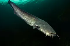 Wels Catfish (Silurus glanis) swimming freely in natural freshwater lake