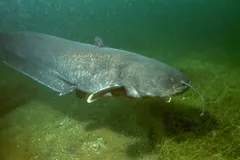 Wels Catfish (Silurus glanis) swimming in freshwater river habitat