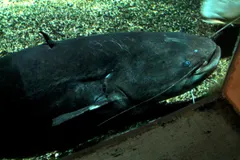 Wels Catfish (Silurus glanis) swimming in freshwater river habitat