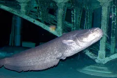 Wels Catfish (Silurus glanis) swimming in freshwater river habitat