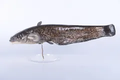 Wels Catfish (Silurus glanis) swimming in freshwater river habitat