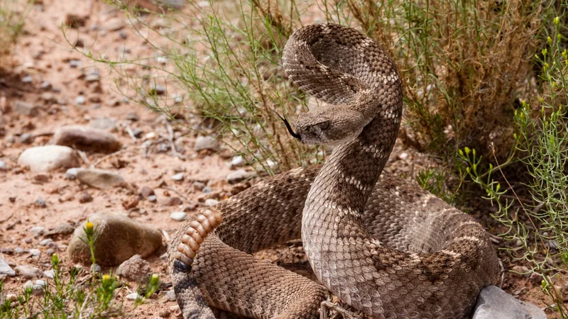 Western diamondback rattlesnake raised in a defensive coil beside a desert shrub