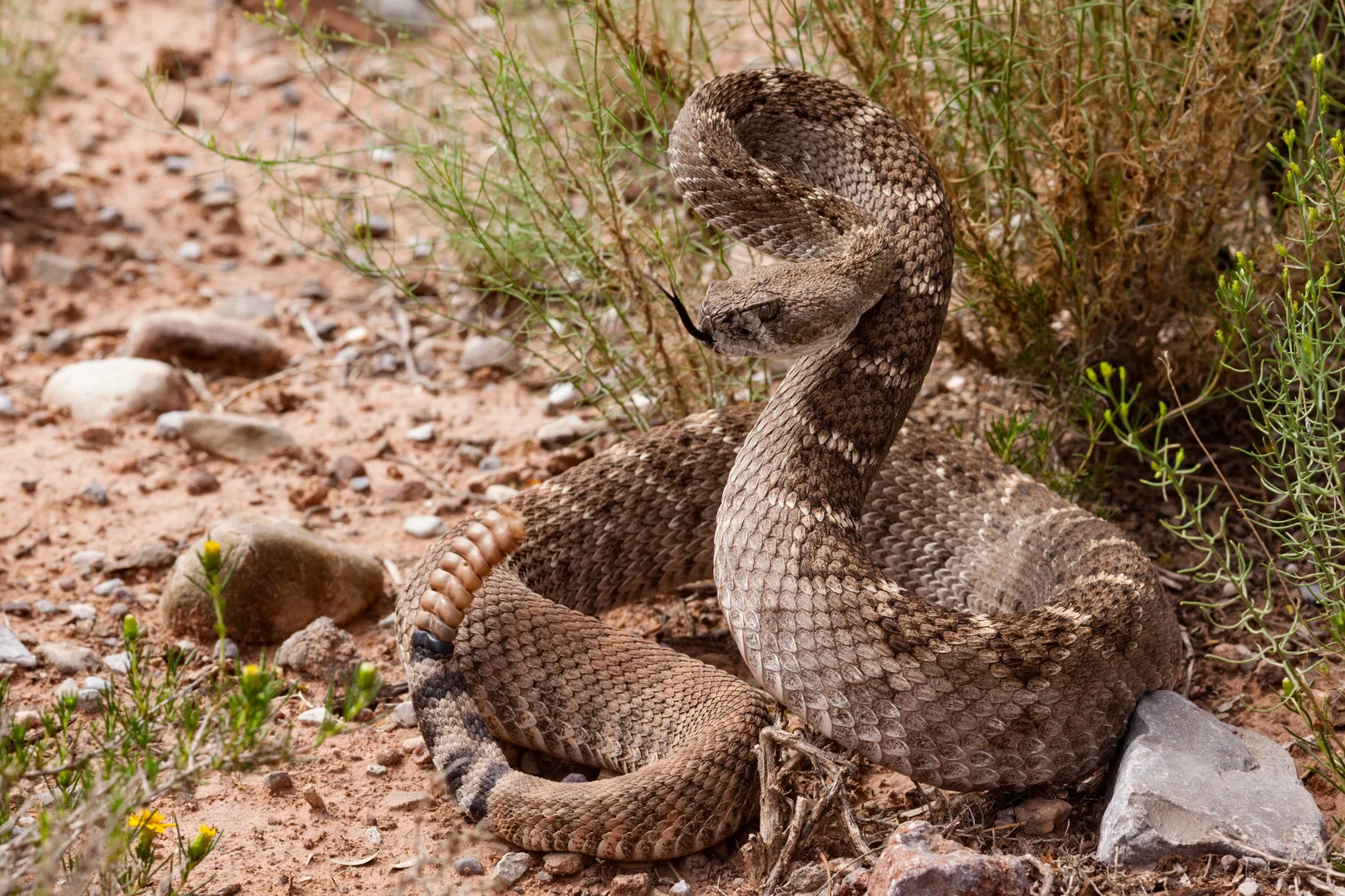 Western diamondback rattlesnake raised in a defensive coil beside a desert shrub
