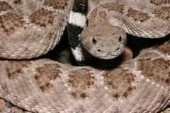 Western diamondback head resting on its coils with the black and white banded tail behind
