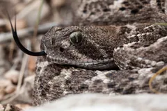 Close view of a western diamondback flicking its forked tongue