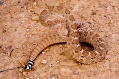 Western diamondback stretched across red desert sand showing its banded tail