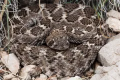 Western diamondback coiled among pale rocks and dry grass