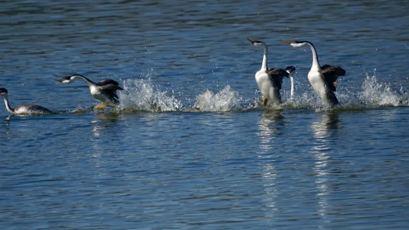 Pair of western grebes performing synchronized rushing sprint across water surface