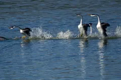 Pair of western grebes performing synchronized rushing sprint across water surface