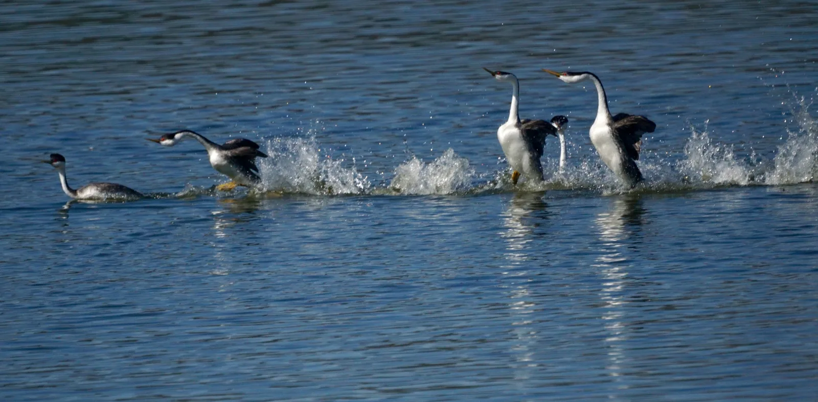 Pair of western grebes performing synchronized rushing sprint across water surface