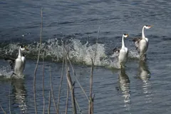 Western grebe displaying elegant black-and-white neck plumage and bright red eye