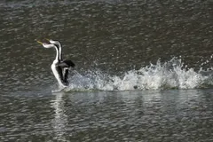 Western grebe carrying young downy chick safely across calm freshwater lake