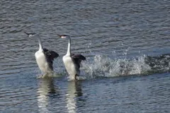Western grebe in mid-stride during aggressive territorial water running display
