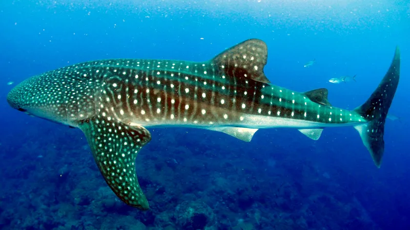 Adult whale shark swimming gracefully through crystal clear blue water in Flower Garden Banks National Marine Sanctuary