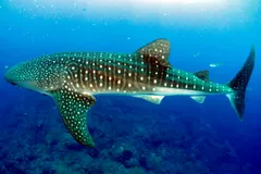Adult whale shark swimming gracefully through crystal clear blue water in Flower Garden Banks National Marine Sanctuary