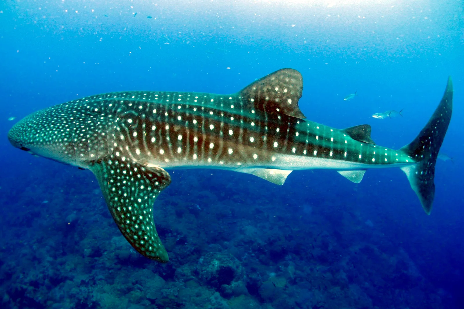 Adult whale shark swimming gracefully through crystal clear blue water in Flower Garden Banks National Marine Sanctuary