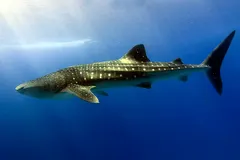 Whale shark illuminated by overhead sunbeams in the deep blue ocean