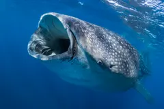 Whale shark surface filter-feeding with wide open vacuum mouth in clear ocean water