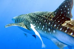 Whale shark passing overhead with white remoras swimming alongside its flank