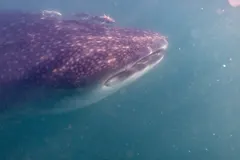Close-up of whale shark celestial star-patterned skin and eye in shallow coastal waters