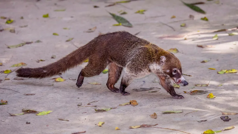 White-nosed coati walking nose-down across a sandy forest floor, long ringed tail out behind