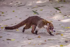 White-nosed coati walking nose-down across a sandy forest floor, long ringed tail out behind