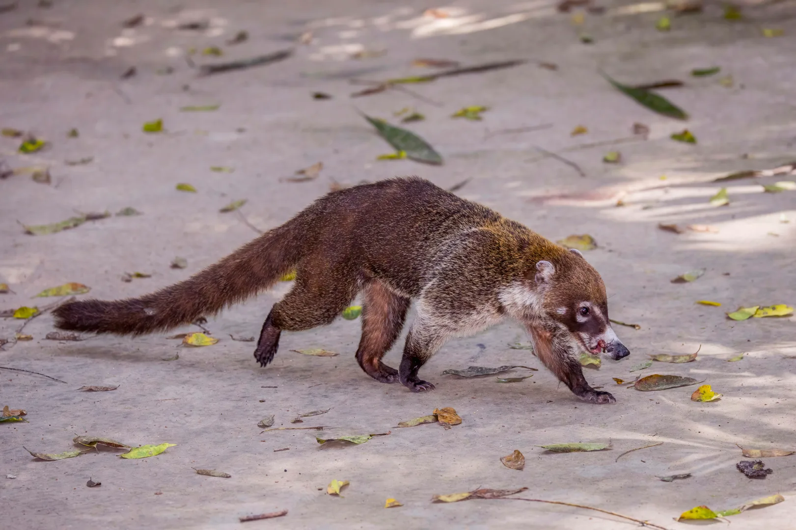 White-nosed coati walking nose-down across a sandy forest floor, long ringed tail out behind