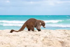 Coati walking on white beach sand with the sea behind it