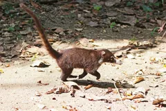 Brown coati trotting over dry leaves with its ringed tail raised in a curve
