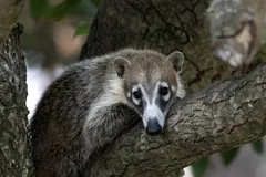 Coati resting in the fork of a tree, looking down, white markings around its eyes