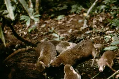 Several coatis bunched together on a forest floor, nuzzling one another